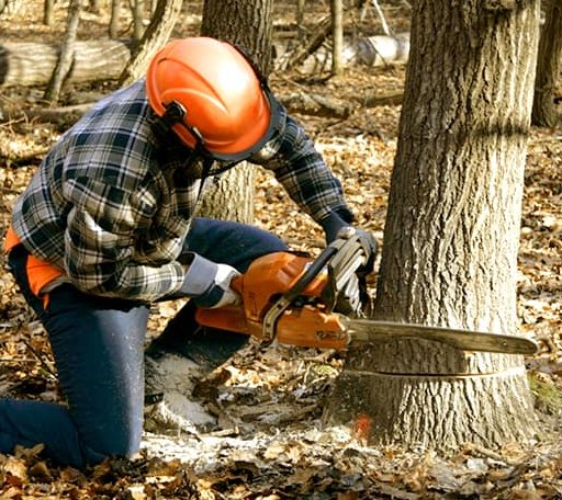 Tree Removal in Centerbrook, CT